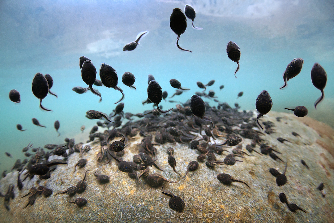 American%20Toad%20Tadpoles.jpg