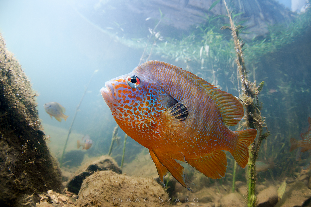 Longear%20Sunfish%20Buffalo%20River.jpg