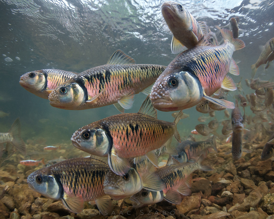 Striped%20Shiners%202.jpg