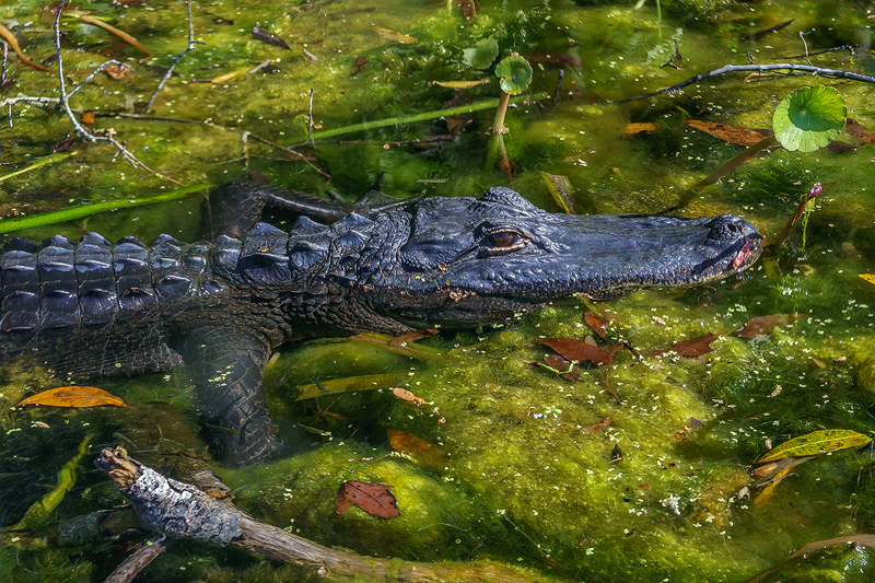 Alligator%20Alexander%20Springs.jpg