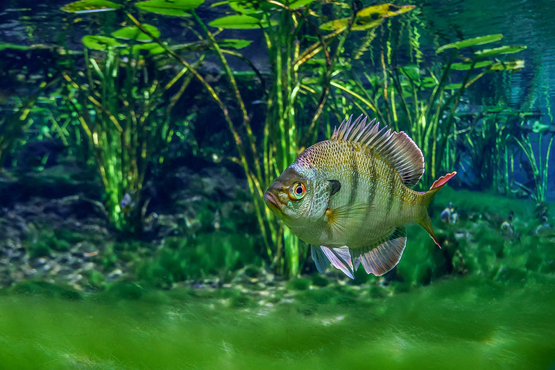 Florida%20Bluegill%20Alexander%20Springs