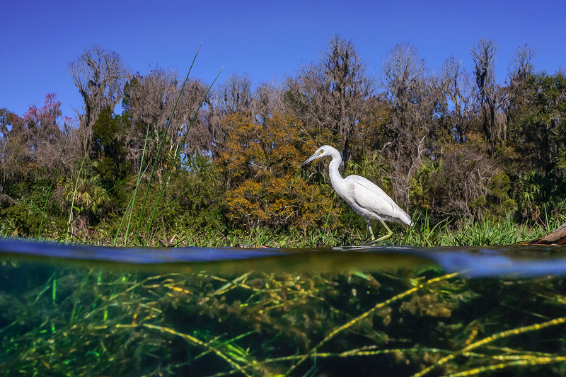 Great%20White%20Heron%20Rainbow%20River.