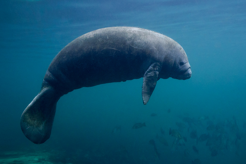 Juvenile%20Manatee%20Chassahowitzka%20NW