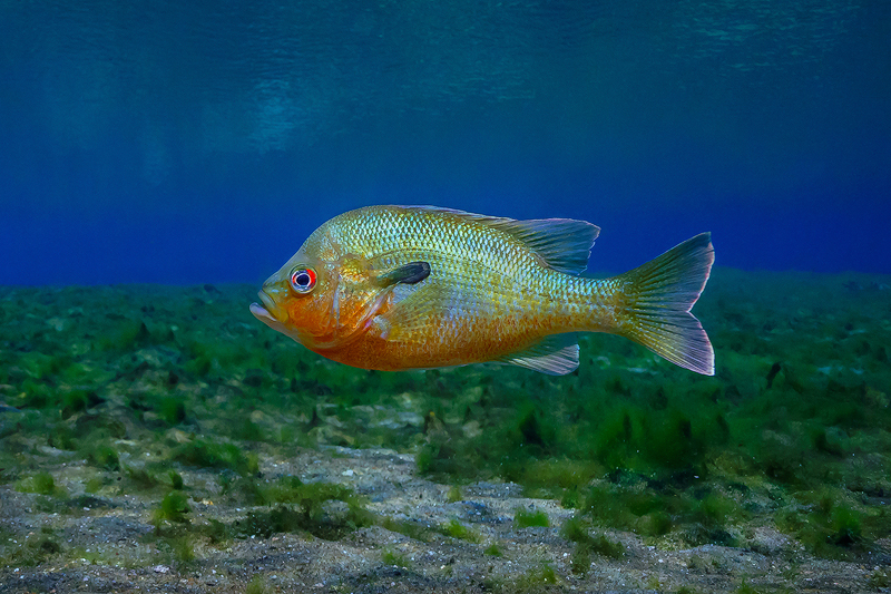 Redbreast%20Sunfish%20Alexander%20Spring