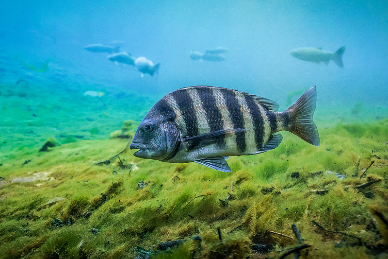 Sheepshead%20Manatee%20Springs.jpg