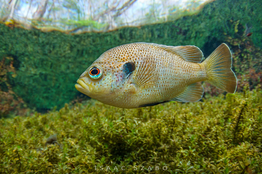 2%20Blackspotted%20Sunfish.jpg