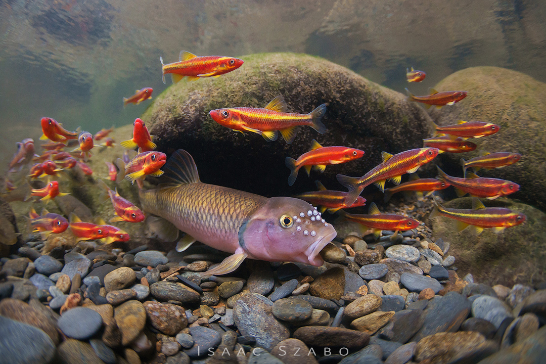 22%20River%20Chub%20and%20Saffron%20Shin