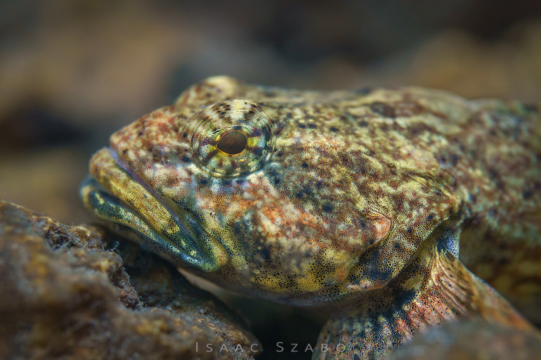 25%20Mottled%20Sculpin.jpg