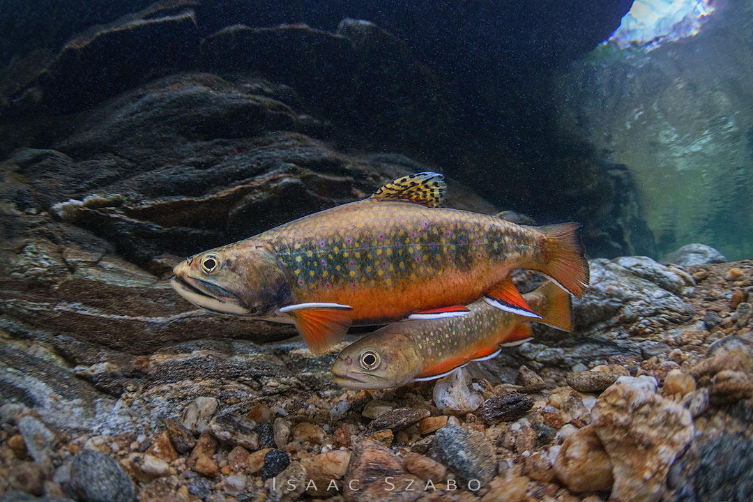 29%20Brook%20Trout%201.jpg