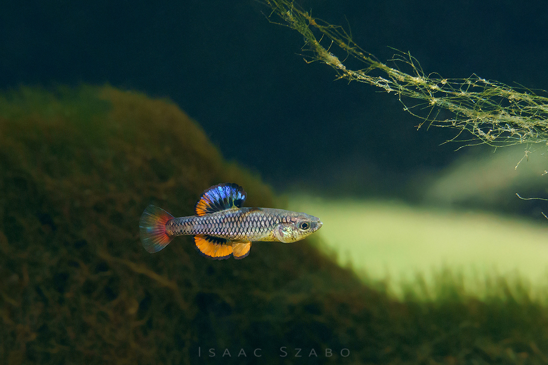 6%20Bluefin%20Killifish.jpg