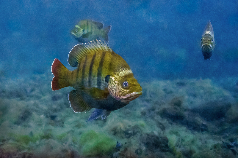 Coppernose%20Bluegill.jpg