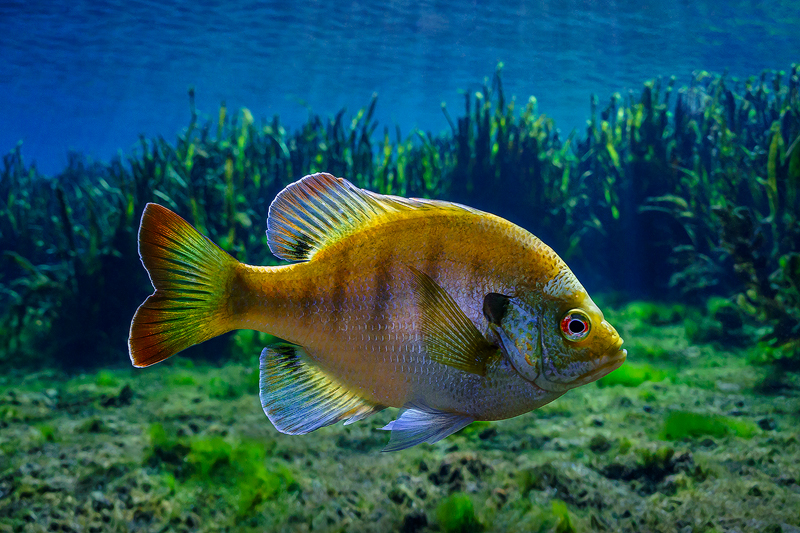 Florida%20Bluegill.jpg