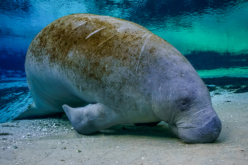 Manatee%202.jpg