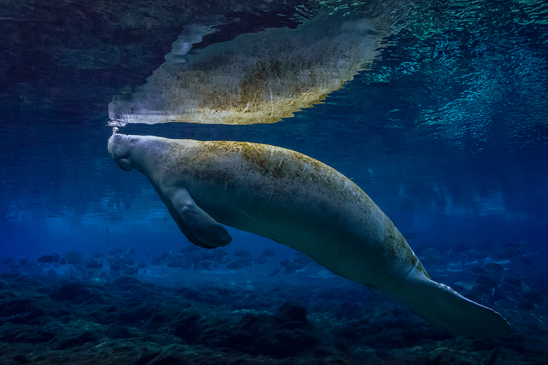 Manatee.jpg
